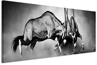 Eau Zone GmbH Kunstdruck auf Leinwand 150x50cm Tierfotografie – Kämpfende Spießböcke schwarz weiß