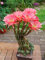 Bloom Green Co. 20PCS Succulente giganti Pianta da fiori di cactus bonsai pianta rara Flower Garden Pianta in vaso Famiglia Anti-radiazioni: 2