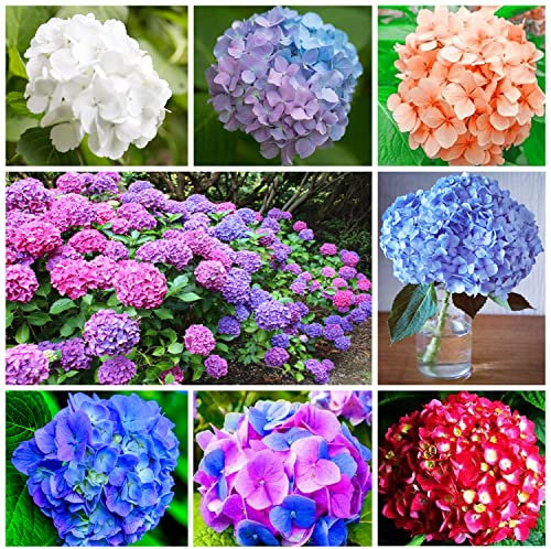 100+ Stück Gemischte Hortensien Samen für die Bepflanzung Schnell Wachsende Strauch Blumen Busch Pflanzen Schöner Geruch Outdoor Garten Dekoration Home Staude