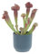 KENTIS - Sarracenia - Pianta Carnivora a Imbuto - Pianta Cattura Mosche - Piante Vere da Interno - H 15-25 cm Vaso Ø 12 cm