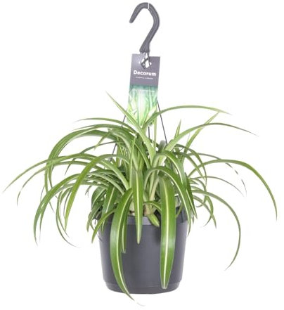 Chlorophytum Comosum Bonnie - Grünlilie - Zimmerpflanze - Ø17cm - ↑35cm