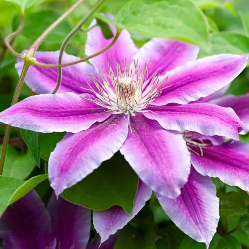 2 piezas Bulbos de clemátide Las plantas de jardín son plantas perennes resistentes. Clematis Bulbos perennes resistentes al invierno flores de jardín, semillas de flores de pradera,