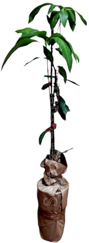 Planta de Mango, arbol de variedad injertado. 90-100 Cm. Muy Productivo cosecha tras cosecha. Plantar un Mango aporta sombra, frutos nutritivos, oxígeno. Segura Garden
