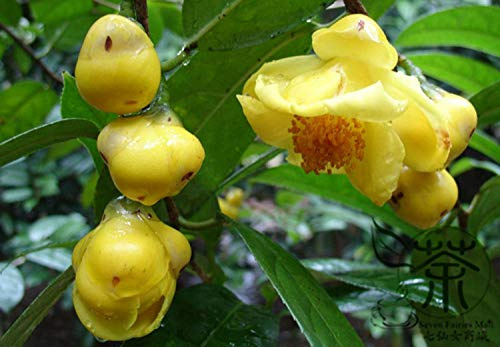 Shopmeeko ^^ Goldene gelbe Kamelie Nitidissima ^^ 40pcs / lot, magischer orientalischer gelber Kamelienstrauch ^^, Theaceae-Familie Jing Hua Cha ^^