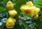 Shopmeeko ^^ Goldene gelbe Kamelie Nitidissima ^^ 40pcs / lot, magischer orientalischer gelber Kamelienstrauch ^^, Theaceae-Familie Jing Hua Cha ^^