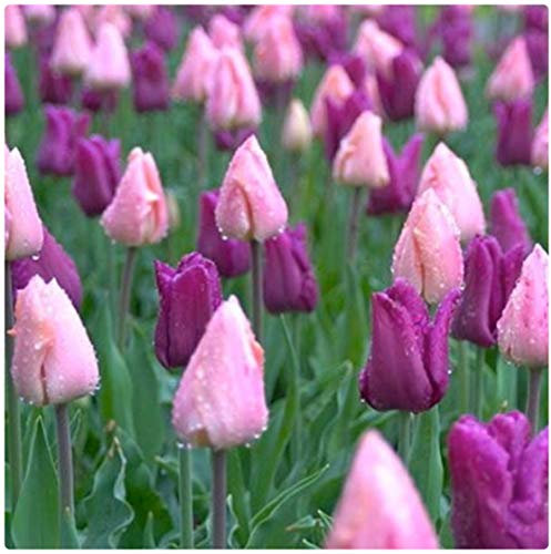 Tulip Triumph Purple and Pink Mix Tulips x 50 Spring Flowering Bulbs, by Growtanical®