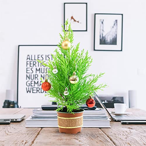35cm Live Christmas Tree in Pot with Christmas Baubles & Decoration - Real Fresh Living Cypress Xmas New Year Gift Plant - Seasonal Festive
