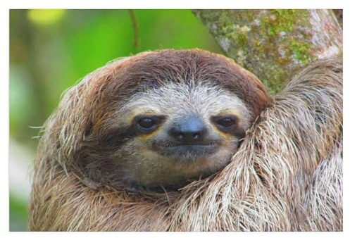 Watchful sloth from Costa Rica，Jigsaw Puzzles 1000 Pieces for Adults, Classic Puzzle Kids Puzzle Challenging And Difficult Puzzles for Adults And Teens（50x70cm）-T93