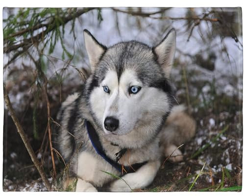 YISUMEI Decke 150x200 cm Kuscheldecken Sanft Flanell Weich Fleecedecke Bettüberwurf Sibirischer Husky