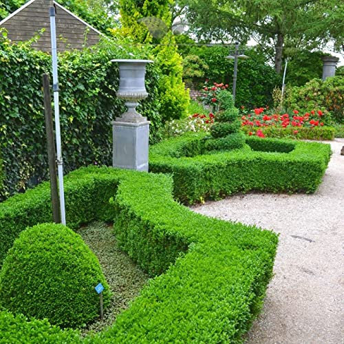Gardline - Buchsbaum 50-60 cm IM TOPF. 10-200 Heckenpflanzen. Buchsbaum Hecke. Immergrün - 45 St. (ca. 11,5 Meter)