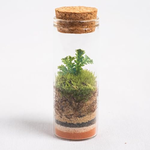 Ecodecs - 20 UNIT, Glas Terrarium Pflanzen, Natürliche Zimmerpflanzen, Glasvasen, Natürliches Moos Geschlossene Ökosystem Pflanzen (Selaginella mit Pyrographie, 20 Einheiten)