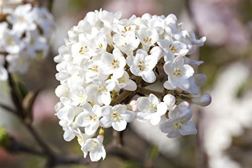 Duft-Schneeball 'Aurora' 125-150 cm Ballen Viburnum carlesii winterhart