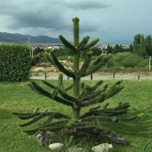 150 piezas semillas de araucaria araucana, plantas para lugares soleados Semillas de plantas de araucaria, Semillas de árboles árboles resistentes al jardín, semillas variedades antiguas