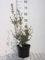 Enkianthus campanulatus - Andromede Campanulé, Enkianthe Campanulé 40-50 cm en pot