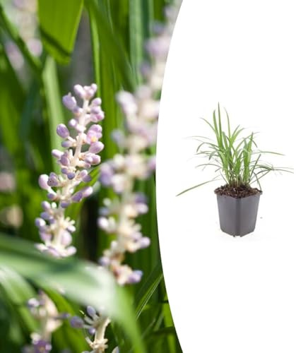 Liriope muscari 'Monroe White' | 48 Stück - 10-25cm - Ø9cm - Gartenpflanze