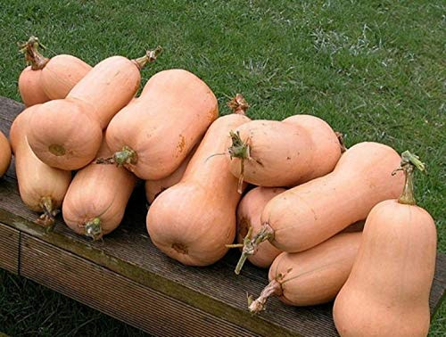 seedsown 30 Samen Squash- Waltham Butternut- Erbstück