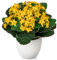 Arborus Kunstblumen im Topf Klein Künstliche Blumen wie echt 21cm Künstliche Kalanchoe Blumen Gelb Blumen Künstliche Pflanzen für Außen Innen Dekoration Büro Küche Haus Zimmer Tisch Deko