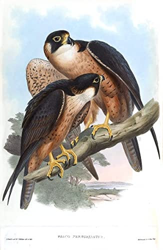 SibeG Modern Kunstdrucke Leinwandbild Gemälde Drucken Bekannt Tier Vogel Falco Peregrinator Falco Peregrinus Peregrinator von John Gould für Office Home Decor 60x90cm