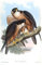 SibeG Modern Kunstdrucke Leinwandbild Gemälde Drucken Bekannt Tier Vogel Falco Peregrinator Falco Peregrinus Peregrinator von John Gould für Office Home Decor 60x90cm