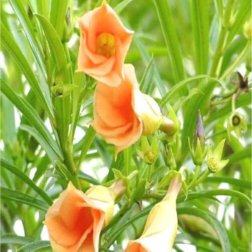 Frische neue neue Oleander Blumensamen 100 Stück Orange
