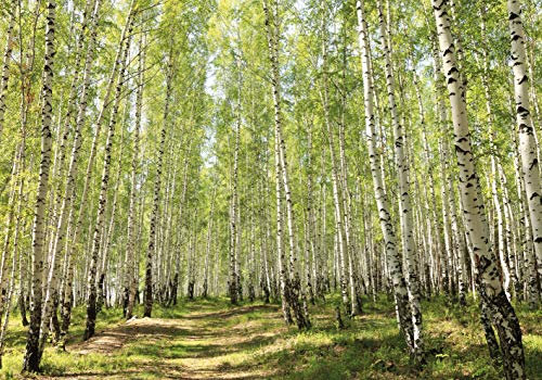 PICSonPAPER Hochwertiges Poster Birkenwald, 100 cm breit x 70 cm hoch, Dekoration, Kunstdruck, Wandbild, Fineartprint, Wald, Bäume, Baum Birke