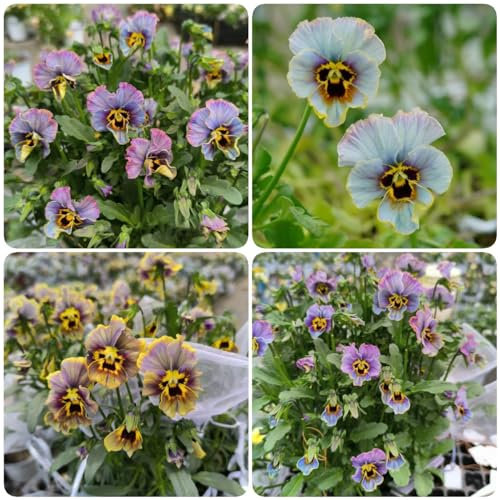 150 piezas semillas de pensamiento resistentes - prado de flores perenne resistente, semillas de plantas exóticas, pensamientos (Viola tricolor) Plantas de balcón, semillas de variedades