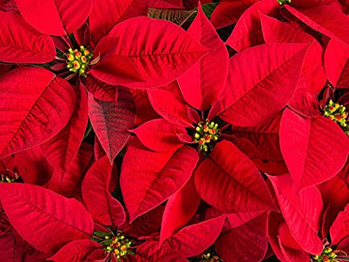Aamish 100 Stück Weihnachtsstern Blumensamen