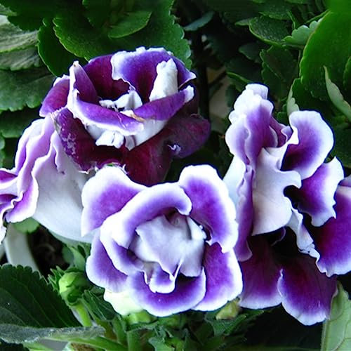 Saterkali Semillas de violetas africanas Saintpaulia Ionantha, 100 piezas Semillas de violetas africanas Saintpaulia Ionantha Hermosa planta de jardín de flores Violeta
