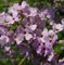 Sommerflieder 60-80cm - Buddleja alternifolia