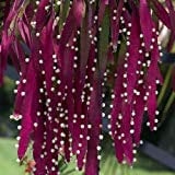Cactus Vischio Semi Rosso (Rhipsalis ramulosa) 20 + Semi (80+)