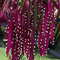 Cactus Vischio Semi Rosso (Rhipsalis ramulosa) 20 + Semi (80+)