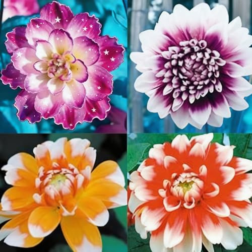 Dahlien mehrjährig winterhart,premium-Dahlienknollen–Lebendige Blüten,einfach zu züchten,Perfekt für Garten Und Container.-4 rhizome-E