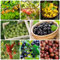 80 pcs stachelbeeren pflanze samen obstbäume obstsamen stachelbeere,Seltene Pflanzen serie, pflanztopf gartenarbeit bonsai bäumchen kaufen baumsamen exotische früchte geschenke für