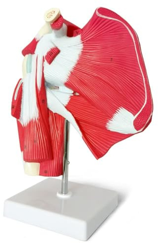 Sefdrert Muscled Shoulder Joint Model - Shows Complete Shoulder Musculature from Rotator Cuff to Subscapularis Muscles