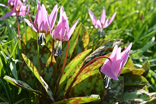 10 Semillas - Semillas de Lirio de Trucha Diente de Perro Violeta, Erythronium dens-canis