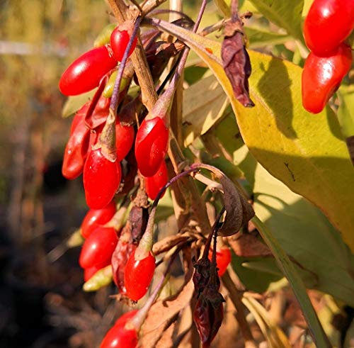 Goji `Instant Success´, Chinesische Wolfsbeere, Goji-Strauch, Lycium barabrum, 30-40cm im 2L Topf