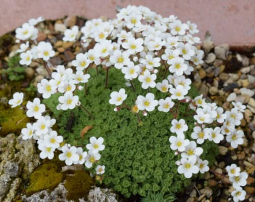White Saxifranga- Evergreen Perennial Plants- 13cm Pot.