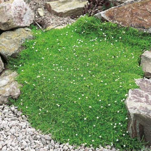 Sternmoos - Sagina subulata - immergrüner Bodendecker - 9 cm Topf