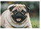 Mops-Hunde-Puzzle, personalisiertes Bild, Puzzle, Heimdekoration, Wand-Puzzle, Holz, 200 Teile, für Erwachsene