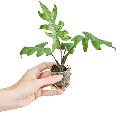 PLNTS - Baby Alocasia Brancifolia Pink Passion - Zimmerpflanze - Zimmerpflanzen, Pflanzen Echt, Nachhaltige Verpackung - 5cm Topf - Höhe 12cm - Direkt von der Gärtnerei