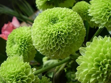 Chrysanthemum Flower Seeds 50pcs Green
