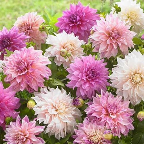 DAHLIEN-Zwiebeln (Knollen) | Zwiebeln von den besten niederländischen Produzenten | Auswahl und Qualitätskontrolle | Garantierte Blüte. (3 Dahlien Café au Lait Bouquet Collection 100cm)
