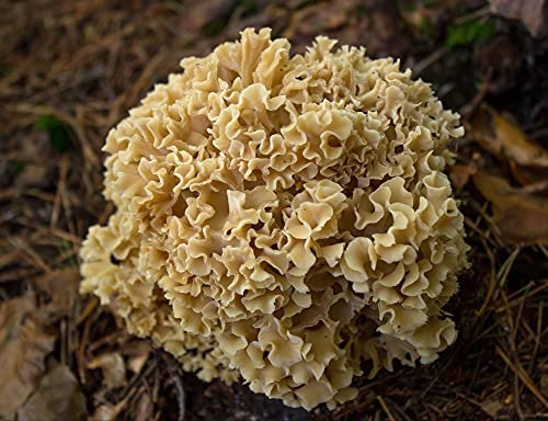 hansepuzzle 43394 - Pilz Puzzle 1000 Teile - Natur-Puzzle mit hochwertiger Aufbewahrung: Kartonbox und wiederverschließbarem Beutel - Format 60 × 46 cm