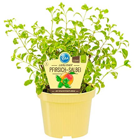 Bio Salbei Pfirsich-Salbei (Salvia greggii variegata), Kräuter Pflanzen aus nachhaltigem Anbau, (1 Pflanze)