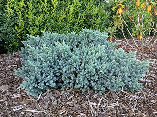 Ginepro squamoso Juniperus squamata Blue Star pianta in vaso ø11 cm pianta vera da esterno Vivaio di Castelletto