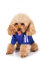 Hundepulli für Kleine Hunde, Hunde Hoodie Pet Puppy Katze Niedlicher Baumwoll Warm Hoodies Coat Pullover