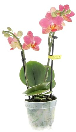 KENTIS - Pianta di Orchidea Phalaenopsis Multiflora Gwen - Piante Fiorite da Interno Purifica Aria - Appartamento Ufficio - H 20/30 cm Vaso Ø 7 cm