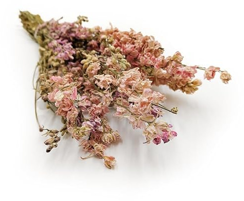 Rittersporn - (Delphinium) - Rosa
