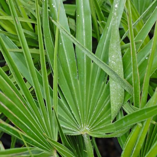 Chamaerops humilis – Dwarf Fan Palm, Hardy Evergreen Palm, RHS Awarded, Ideal for Containers & Sheltered Borders, Produces Yellow Summer Flowers, 22cm Pot x2, By Thompson & Morgan