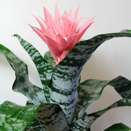 Carbeth Plants - Real Aechmea fasciata Primera in 15cm Pot